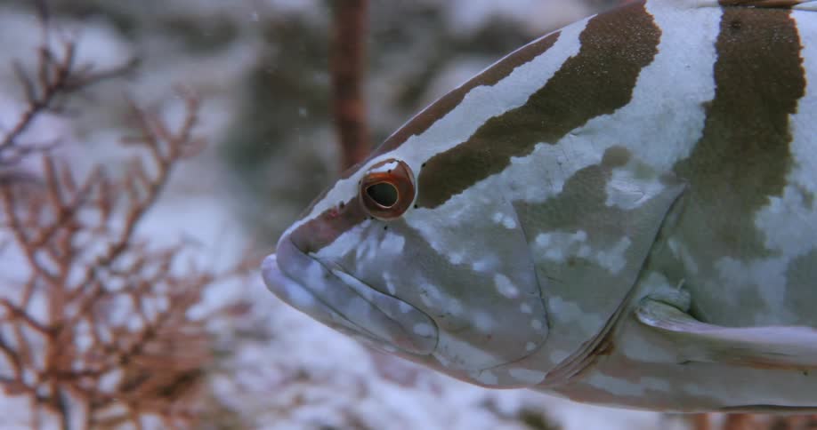 A fish swimming underwater with plants and rocks in the background
