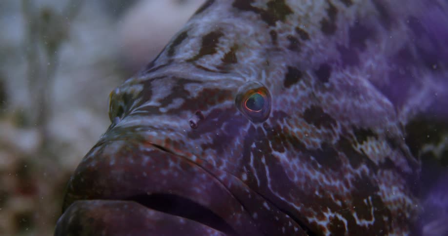 Close up of a tropical fish swimming over a coral reef in the ocean waters