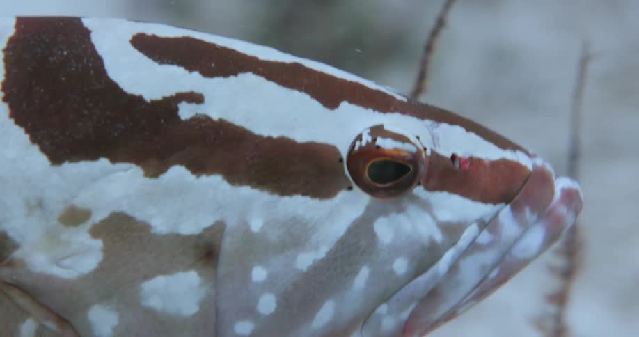 Close up of a fish face as it swims underwater through small reef plants
