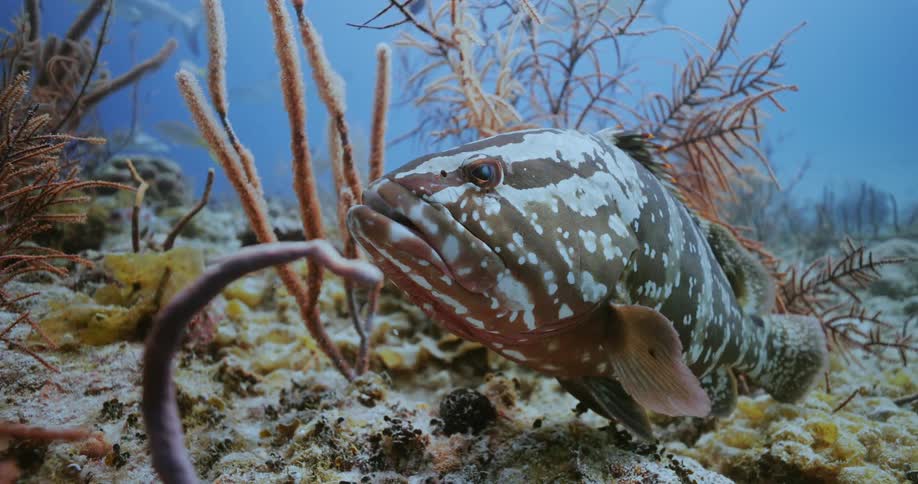 Nassau Grouper resting in coral reef