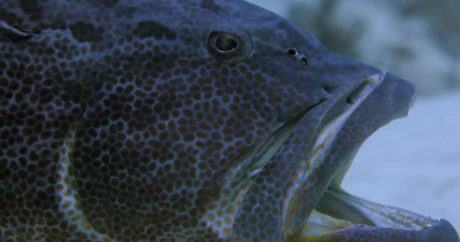 Black Grouper opening mouth underwater
