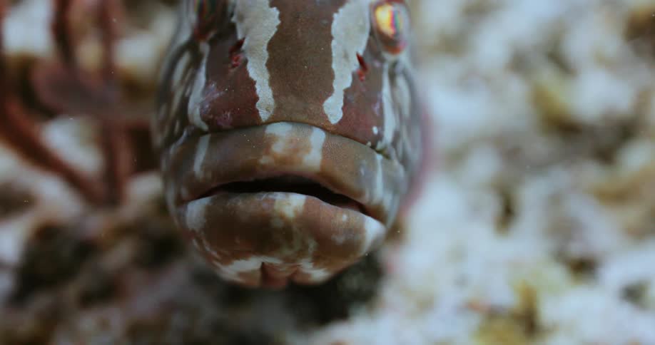 A large fish is swimming in the water