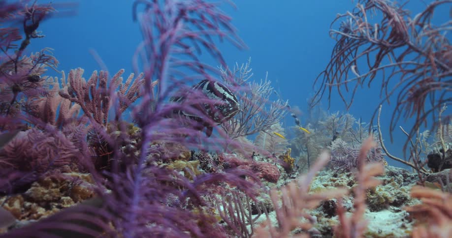 A Nassau Grouper swimming through coral reef