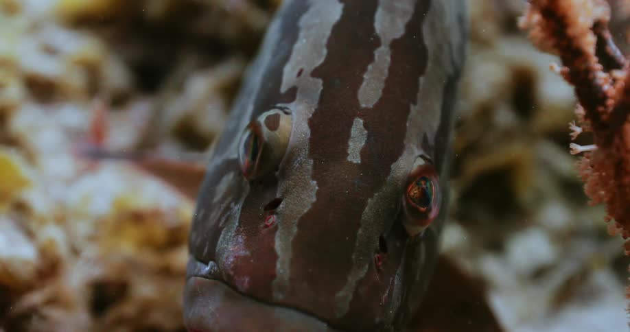 Nassau Grouper closeup of eyes underwater