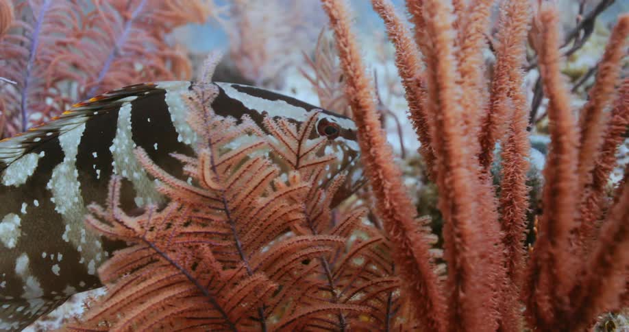 Nassau Grouper in a coral reef