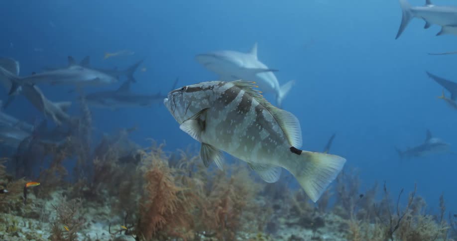Nassau Grouper swimming with sharks
