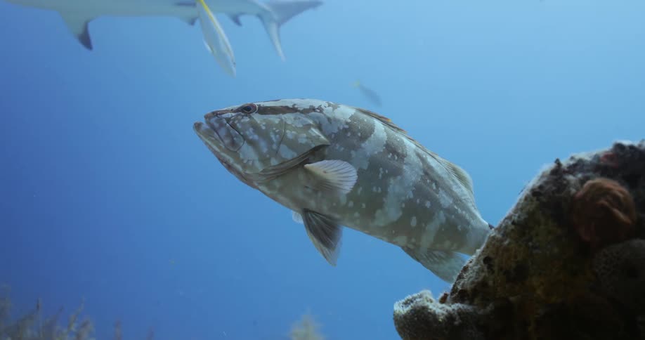 Nassau Grouper and sharks swimming close to a coral in the bottom of the sea
