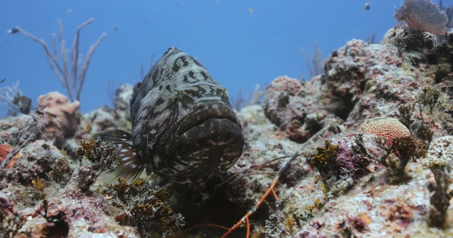 Underwater footage of a fish floating over a coral reef in the blue tropical ocean waters