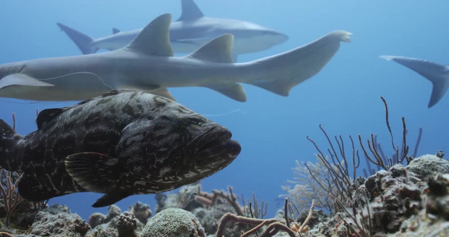 Sharks and fish swim around underwater