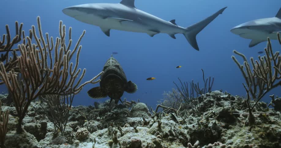 Fish swimming around amongst sharks in a coral reef underwater in the ocean