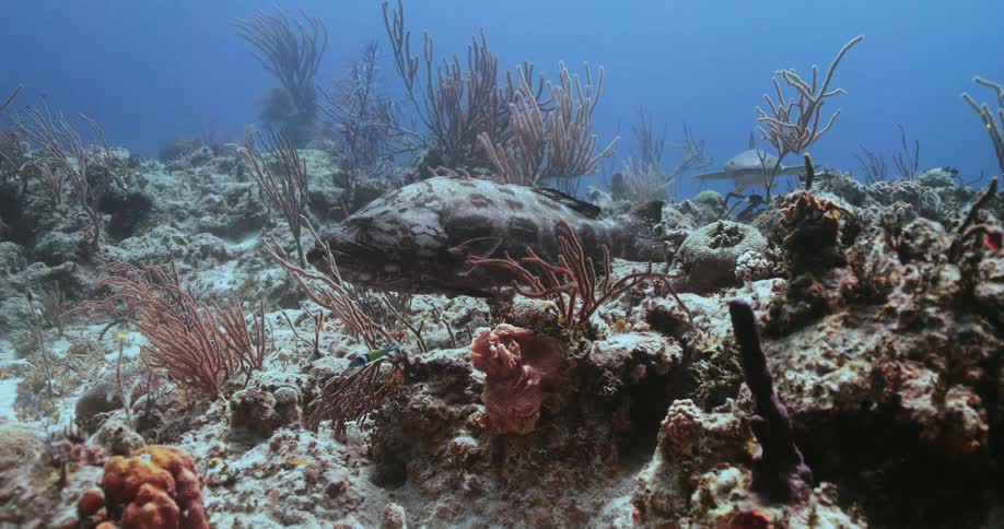 Large Grouper next to a coral at the seabed in the ocean