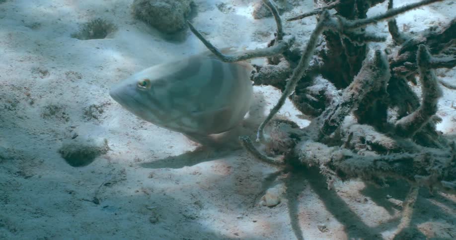 Juvenile Nassau Grouper underwater