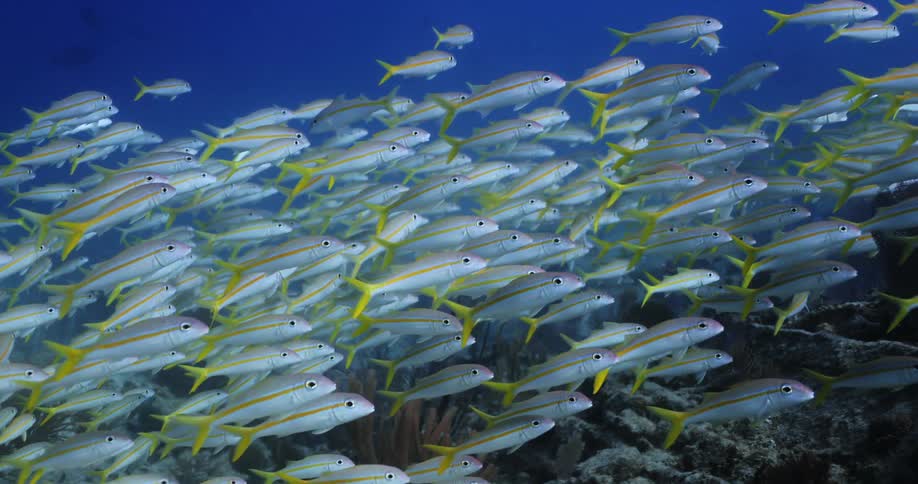 A school of yellow striped fish swimming near the sea floor
