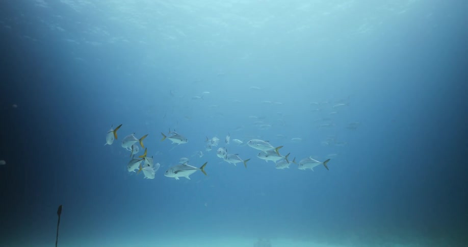 Underwater shot of fish