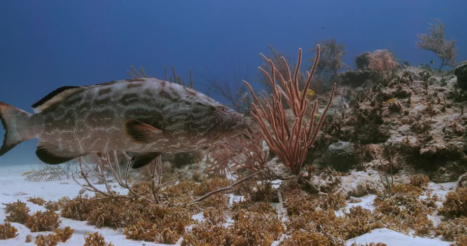 Large Grouper swimming next to the corals at the bottom of the sea