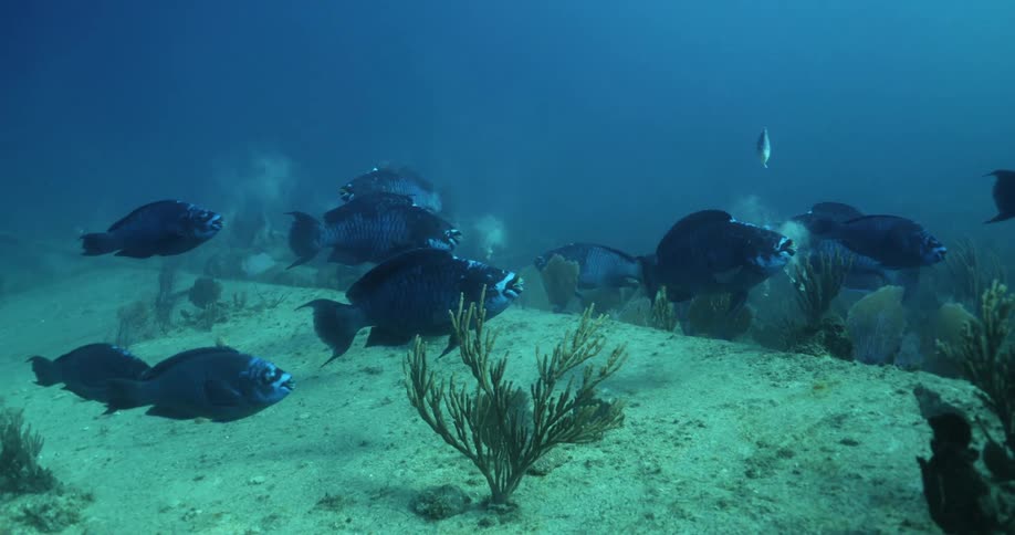 Underwater with a school of fish at the bottom of the ocean