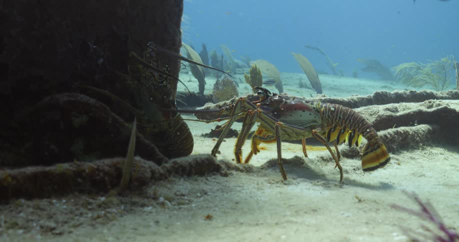 Lobster walks back wards across seafloor as fish swim among kelp in the background