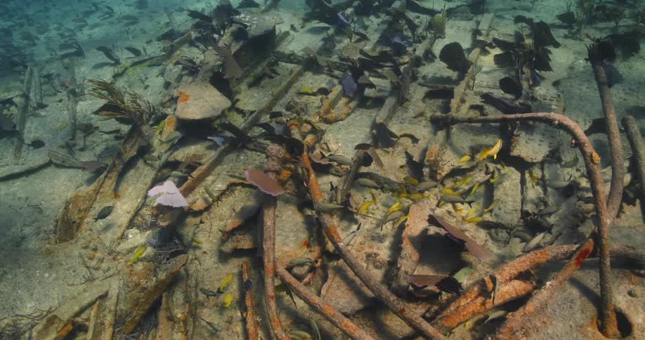 Fish swim through wreckage on the ocean floor