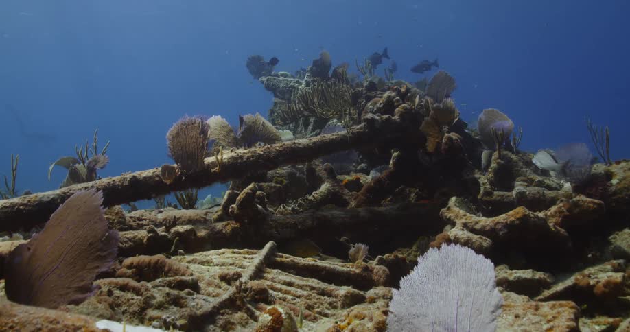 Fish are swimming underwater among plants and sunken debris
