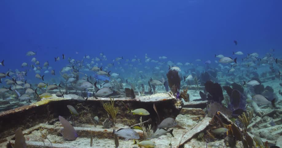 Schools of fish swim near the bottom of the water
