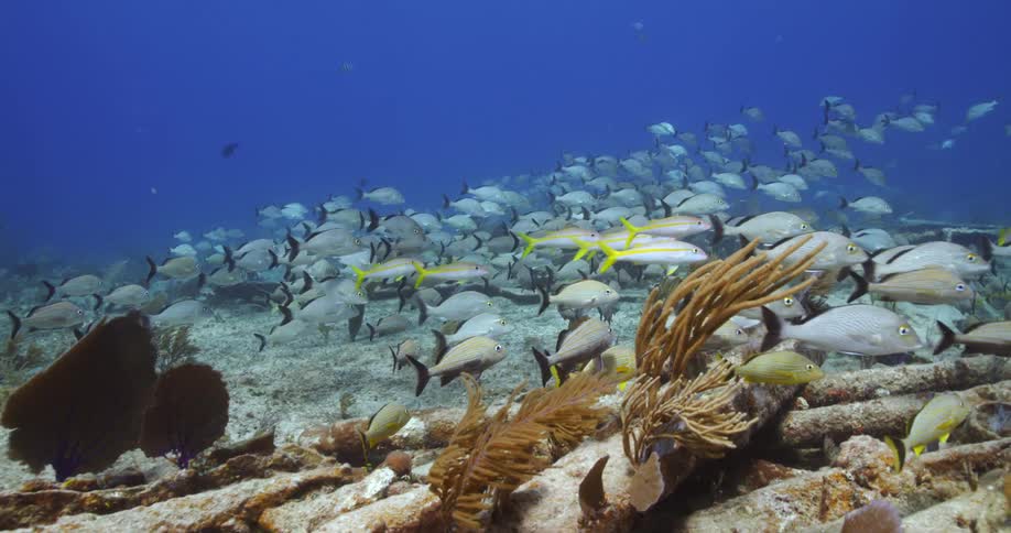 A large school of fish swim underwater
