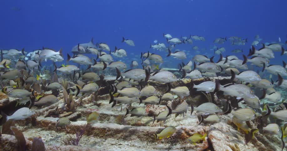 The large school of fish dart around underwater