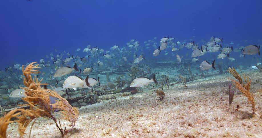 White tropical fish schooling over the sand at the bottom of the blue ocean waters