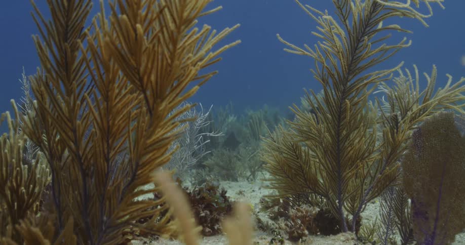 Vegetation growing in the sand at the bottom of the blue ocean waters