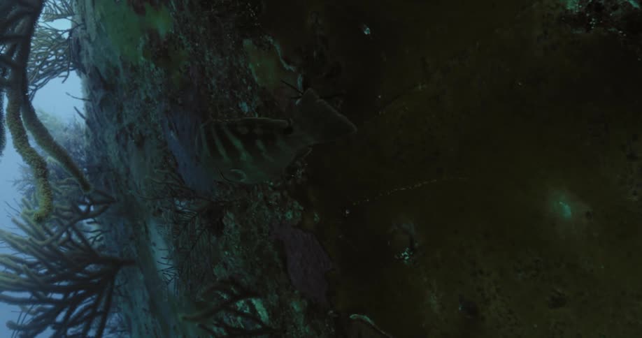 The fish swims past the rock in the shade