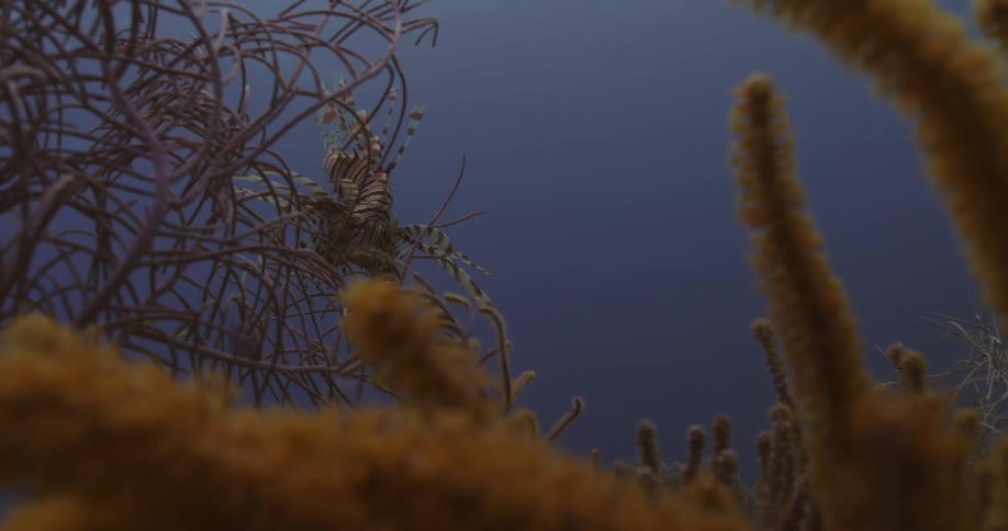 Under water footage of plant life
