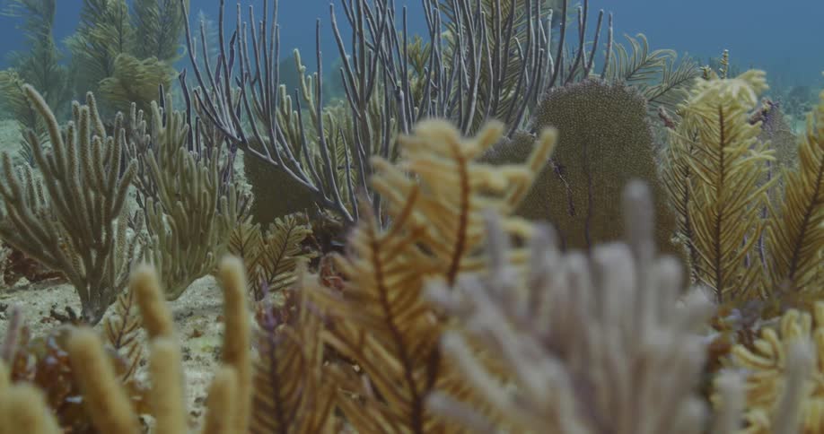 The reef moves and sways underwater
