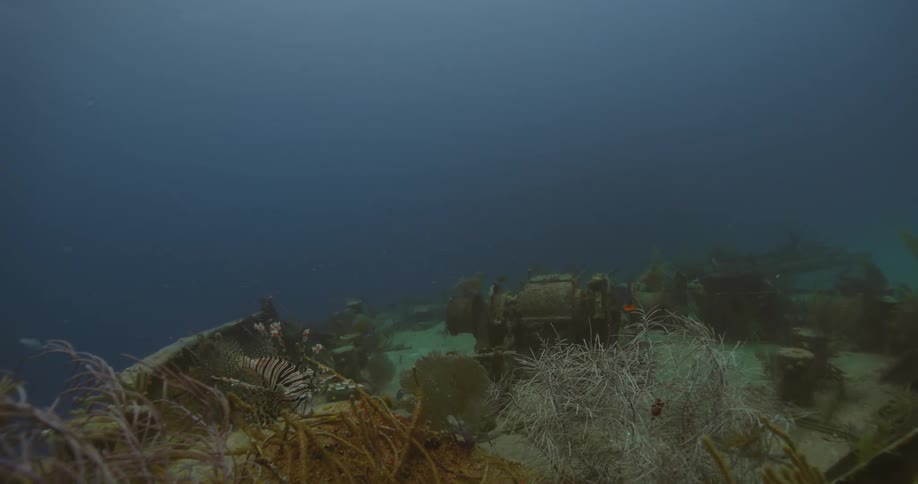 Under water footage of an old capsized boat and plant life