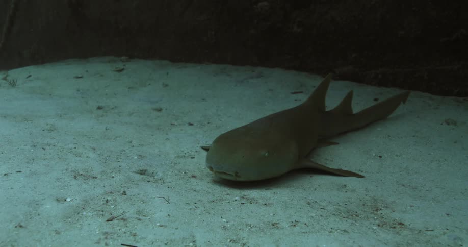 The fish is laying on the bottom of the ocean floor