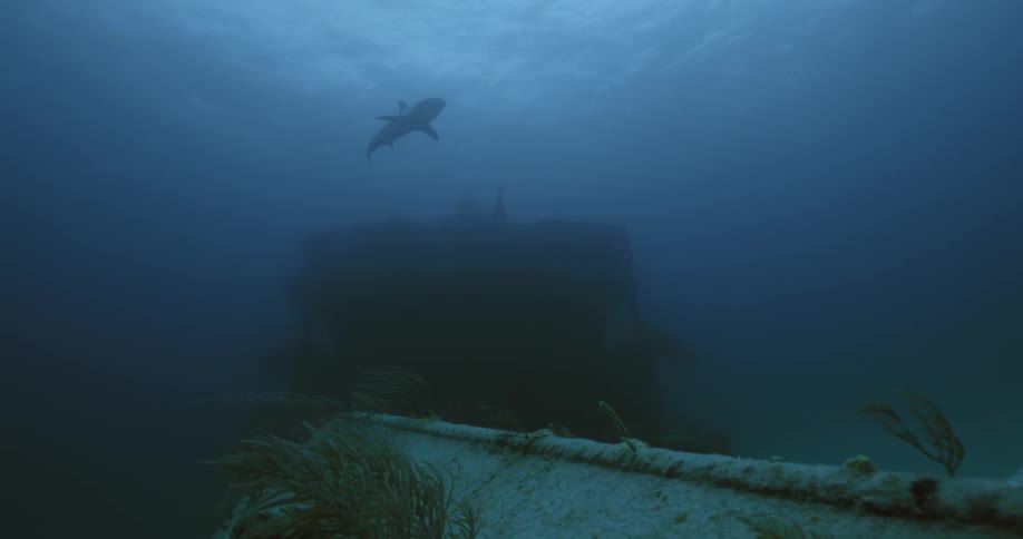 A shark swims above a shipwreck on the sea floor during the day