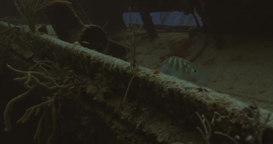 Fish swims along edge of kelp covered shipwreck