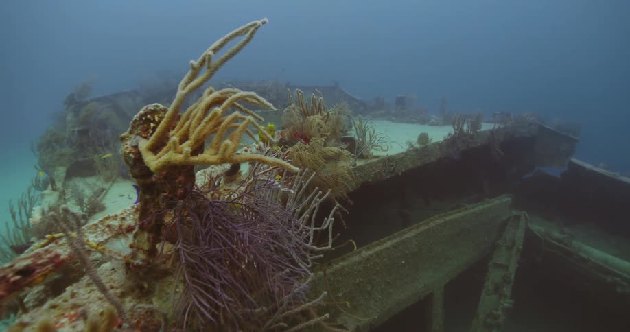 The fish swim all over the shipwreck underwater