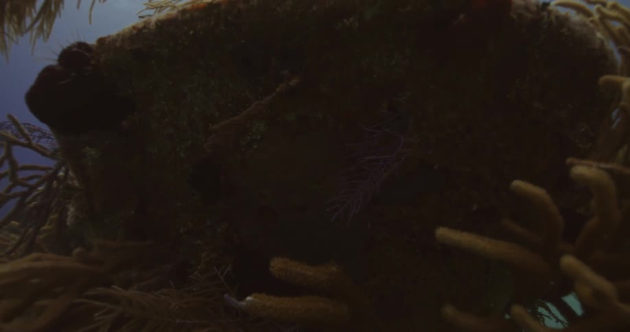 Close up of underwater vegetation growing on a coral reef in the blue ocean water