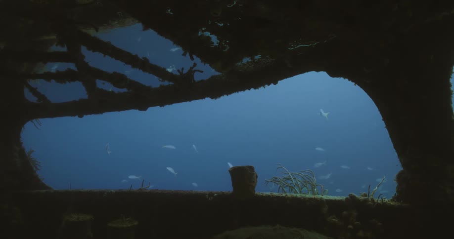Fish swim near artificial reef made from shipwreck