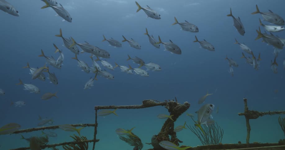 Tropical fish swimming over the deck of a sunken ship underwater over the sand at the bottom of the blue ocean