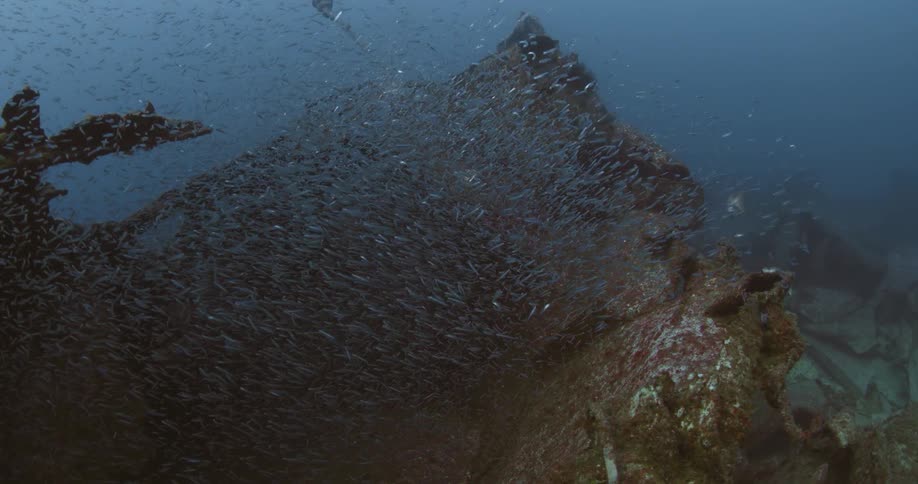 A large school of small fish swim in the dark