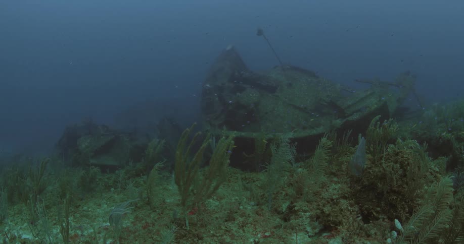 Small fish swim around and near wreckage
