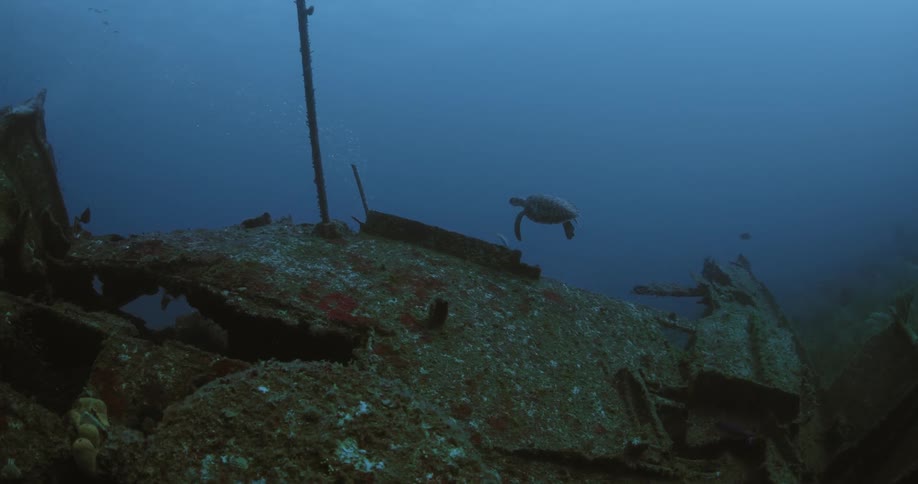 A sea turtle and fish swim around wreckage