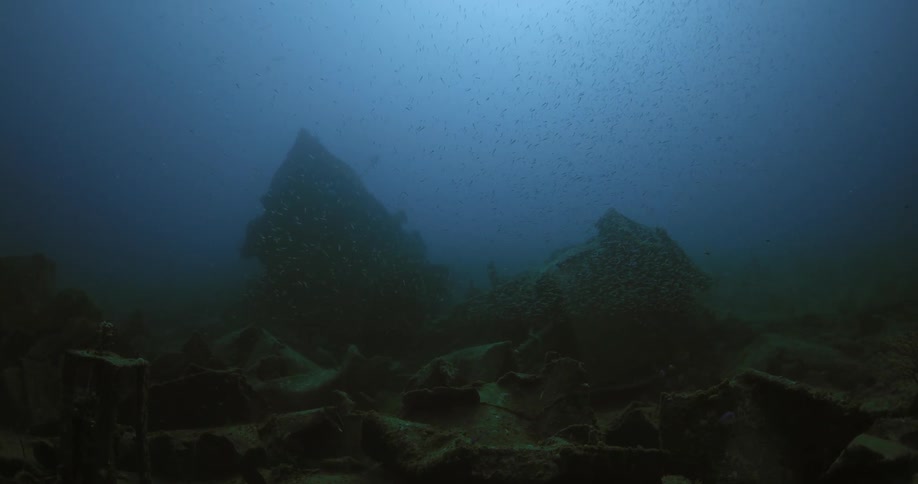 The fish swim underwater around the shipwreck