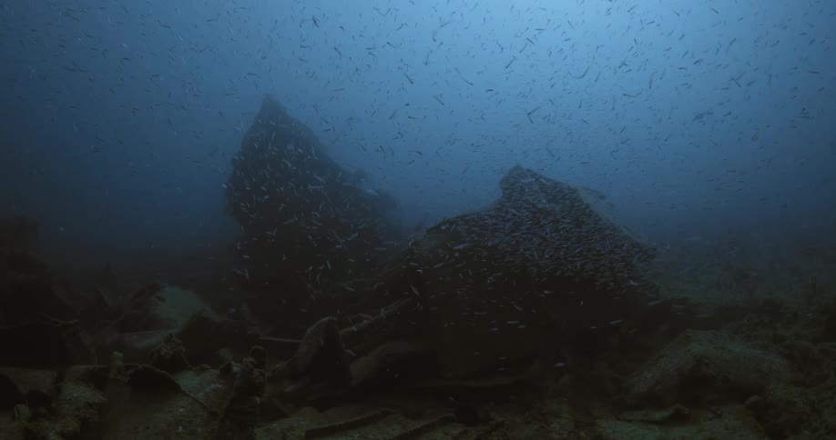 A school of small fish swim around the shipwreck