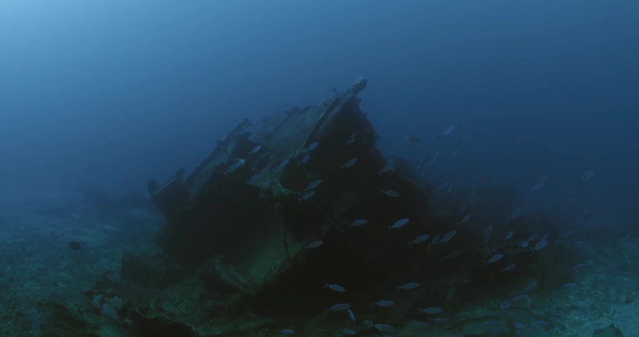 A school of fish are swimming among underwater debris