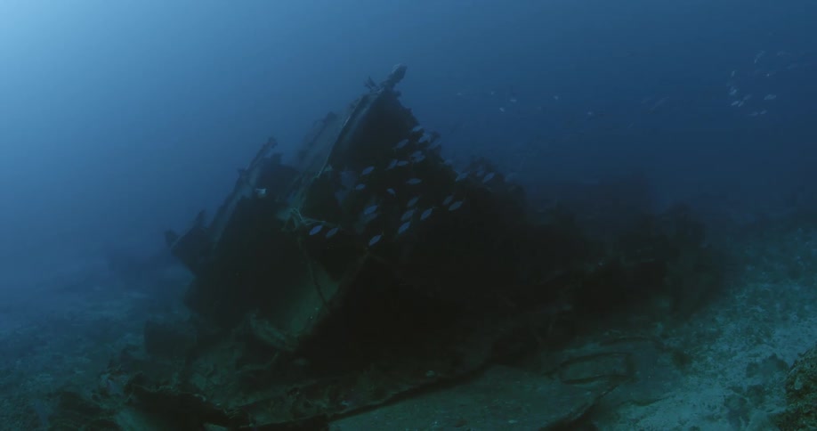 A view of fish swimming around a shipwreck