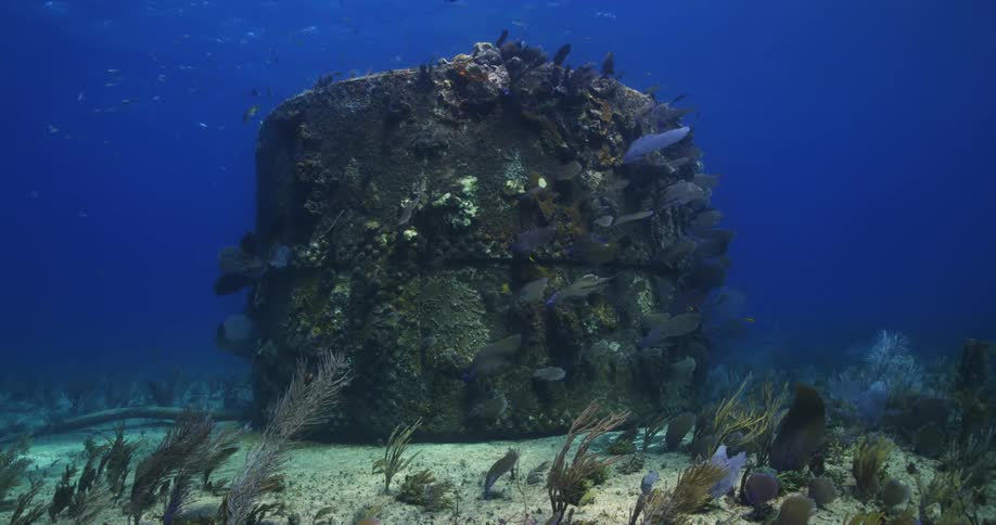 The fish swim around the stone