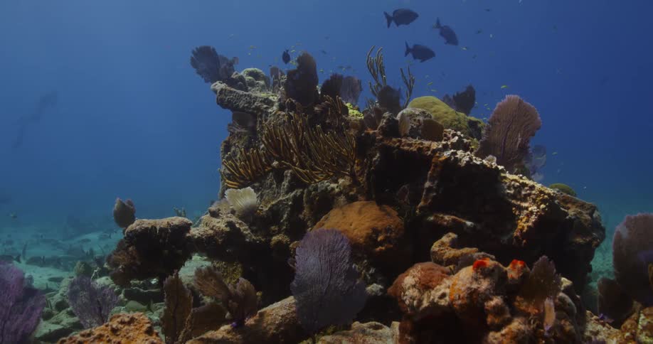 Underwater footage of marine life growing on debris laying at the bottom of the ocean