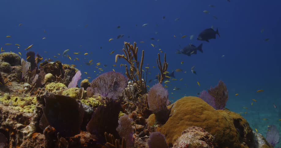 Many kinds of fish and sea life are active underwater
