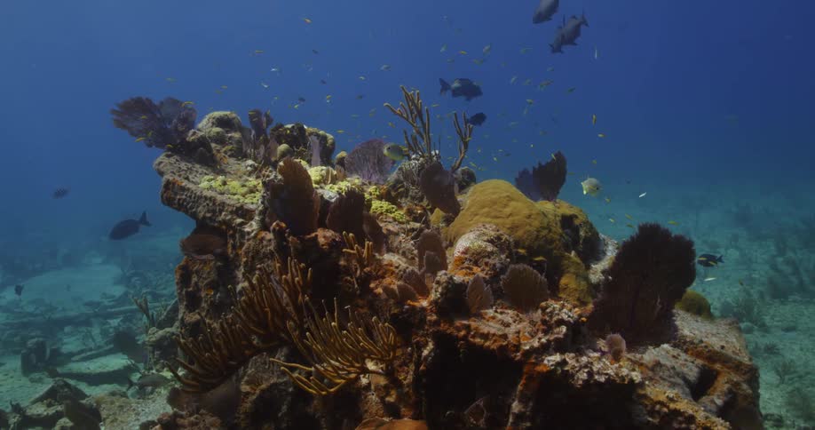 Fish swim around the rocks underwater